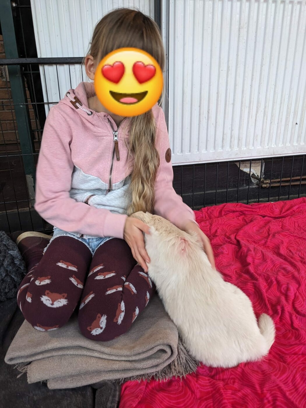 hund2.jpg
