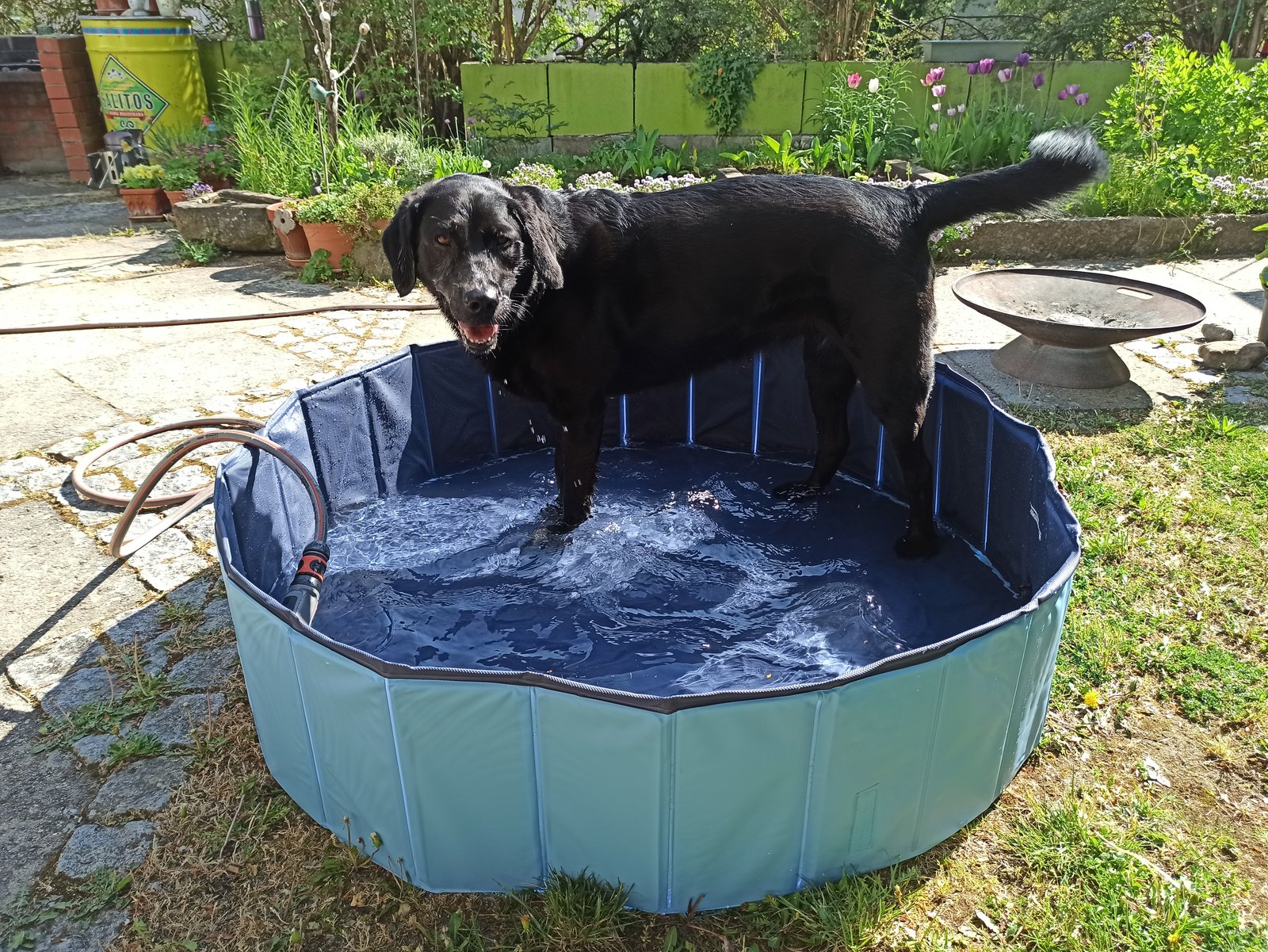 Hundepool.jpg