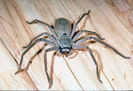 huntman mg13462_big.jpg