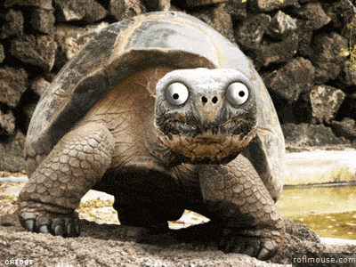 image.gif