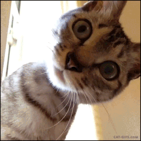 image.gif