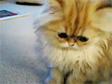 image.gif