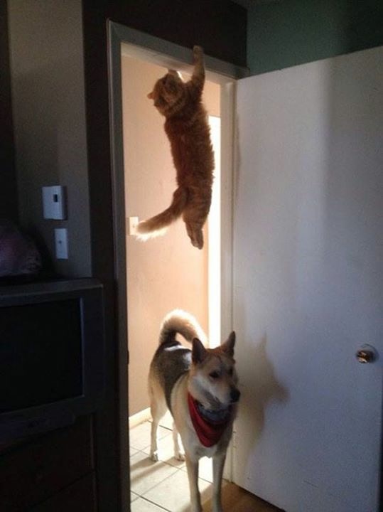 image.jpeg
