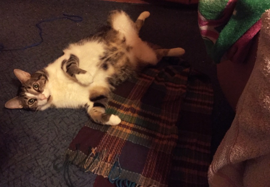 image.jpeg