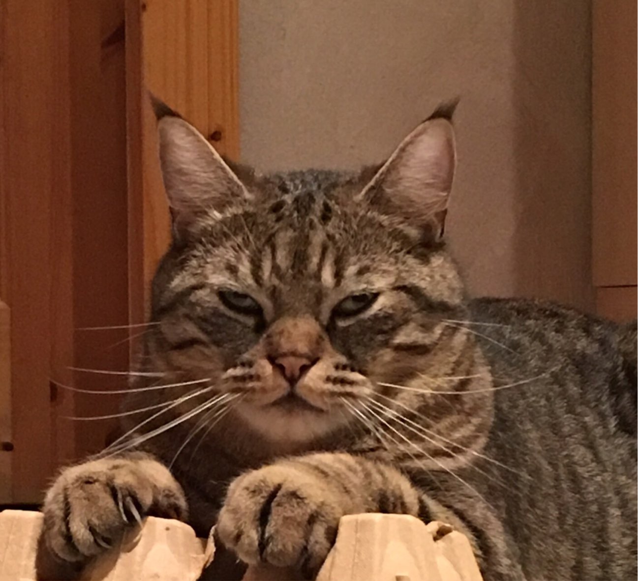 image.jpeg
