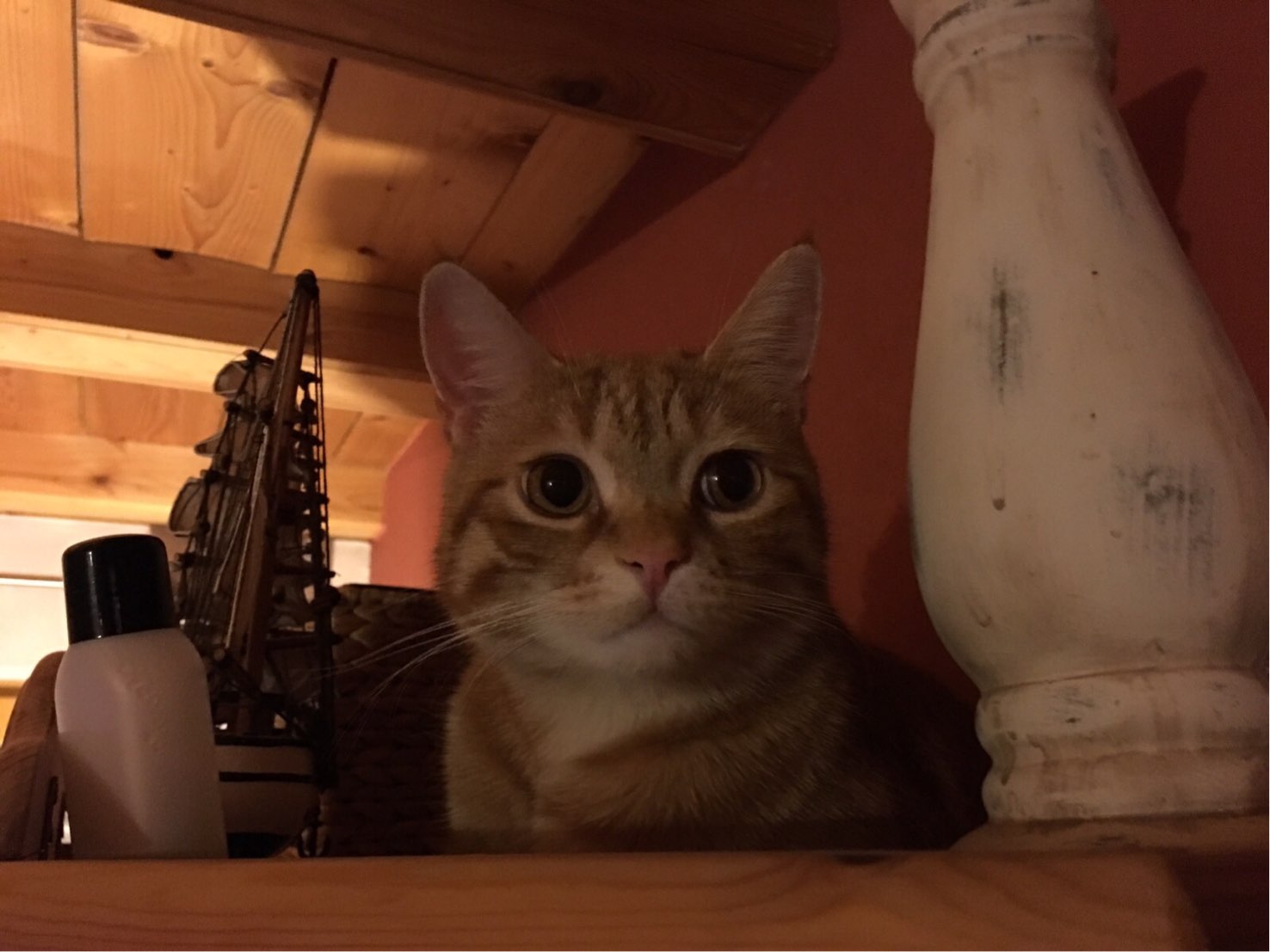 image.jpeg
