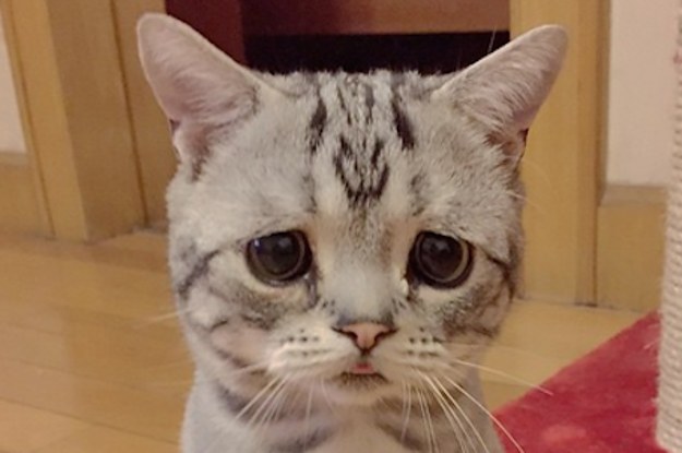 image.jpeg