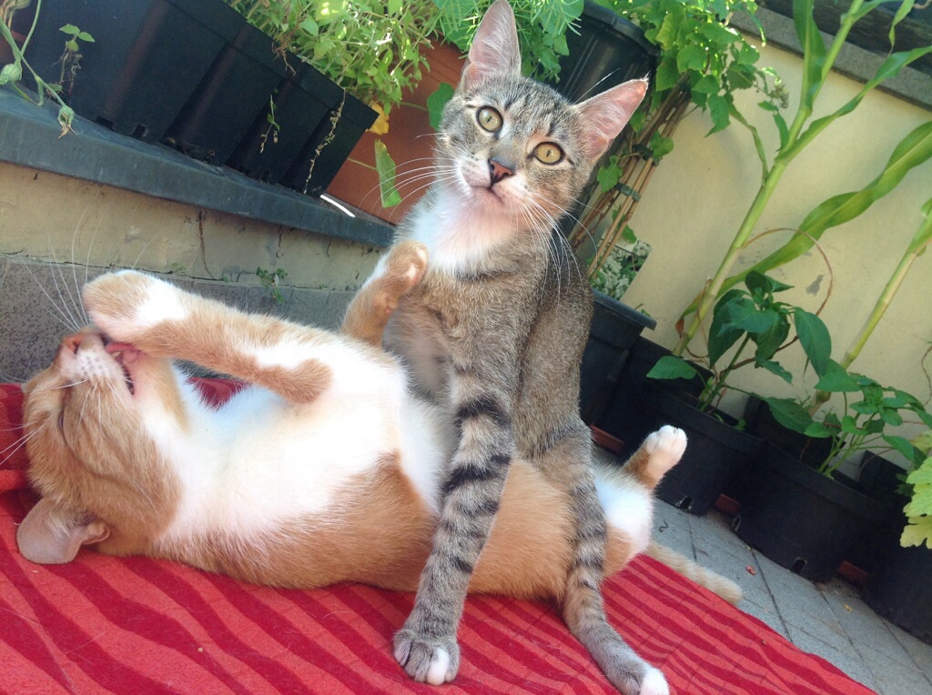 image.jpg