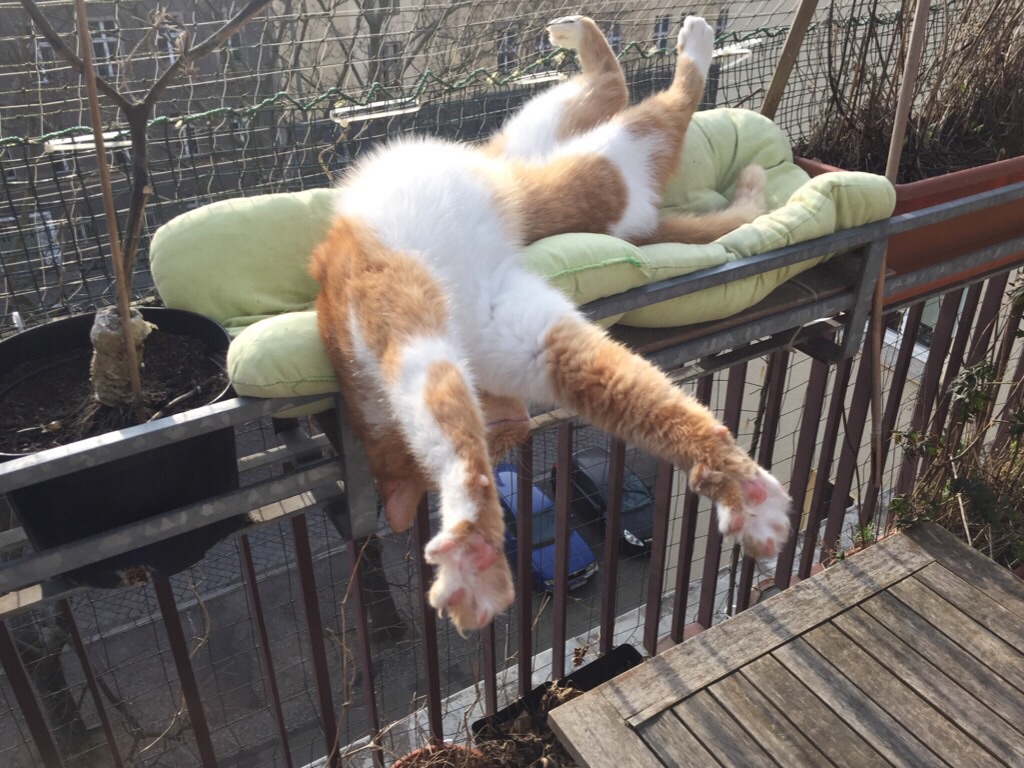 image.jpg