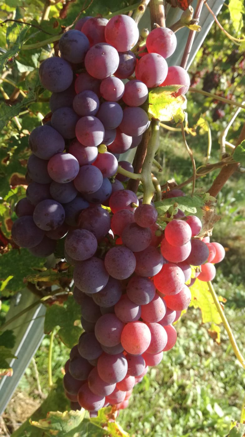 IMG-20180915-WA0007.jpg