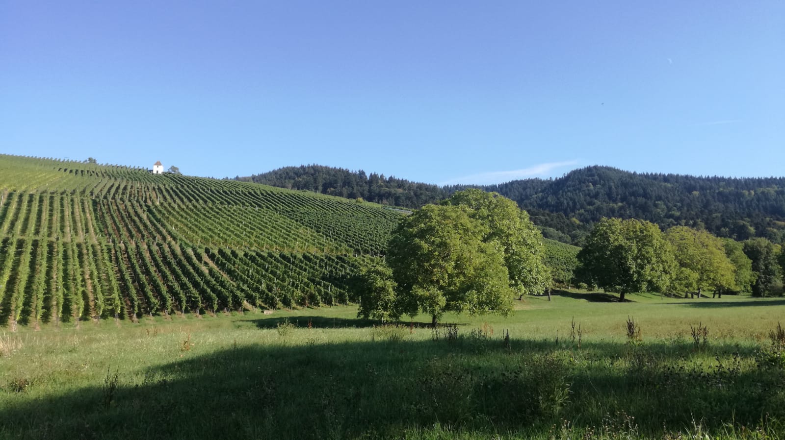 IMG-20180915-WA0008.jpg