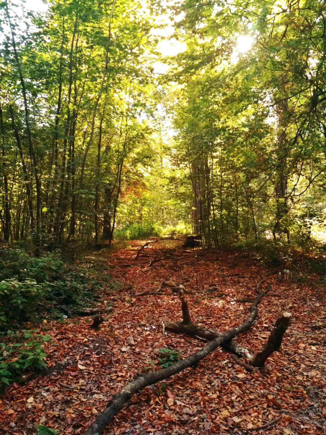 IMG-20181014-WA0015.jpg