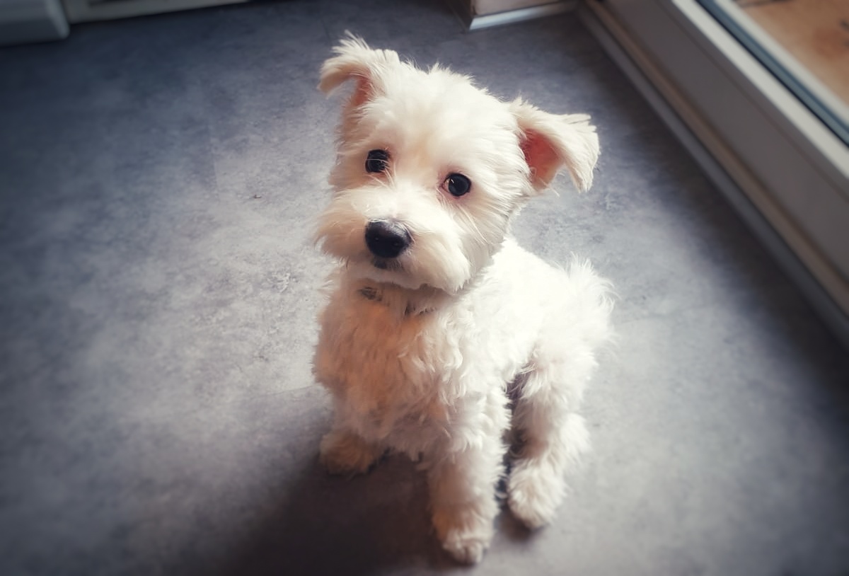 IMG-20190411-WA0005-01.jpeg