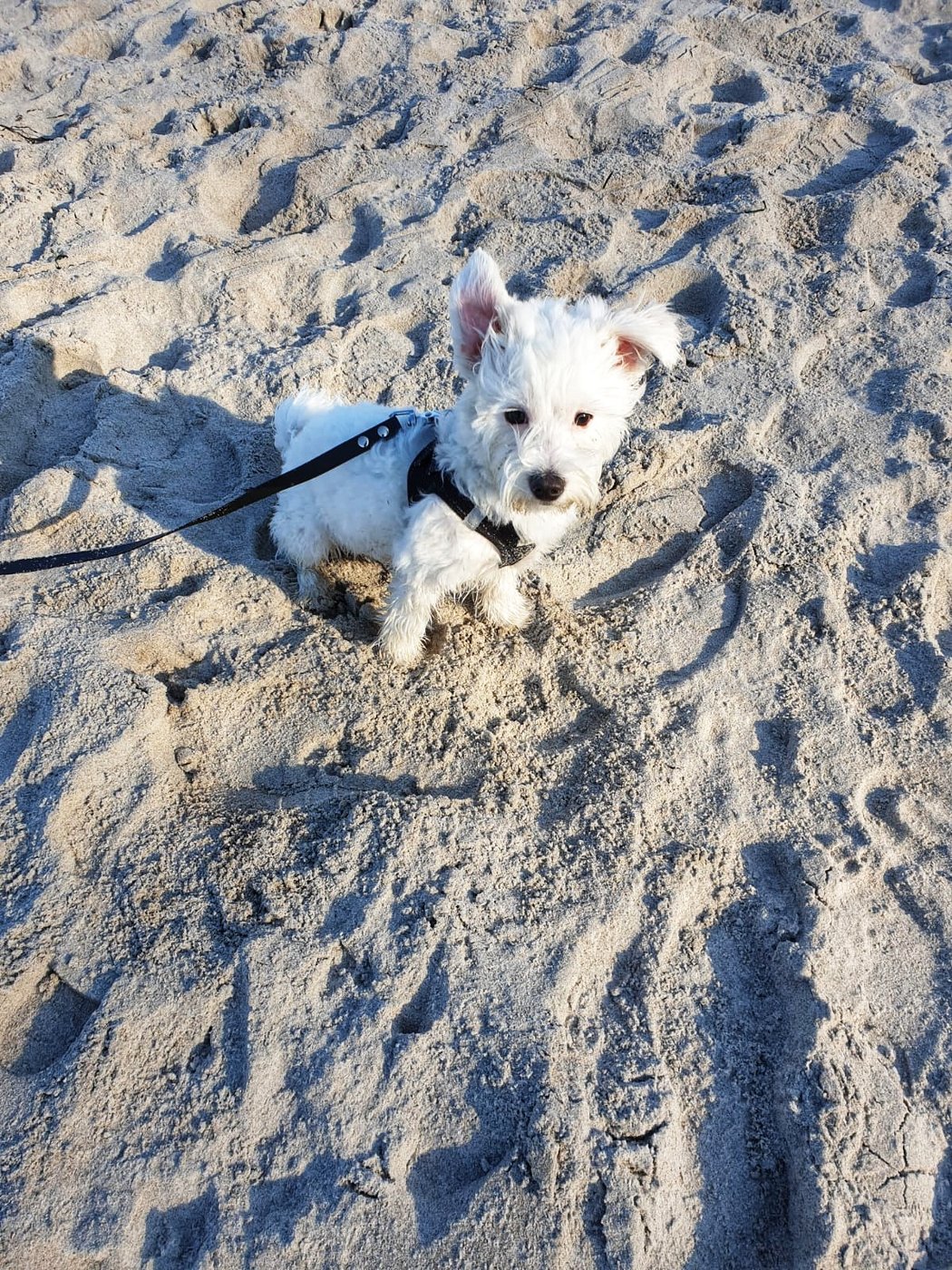 IMG-20190415-WA0027-01.jpeg