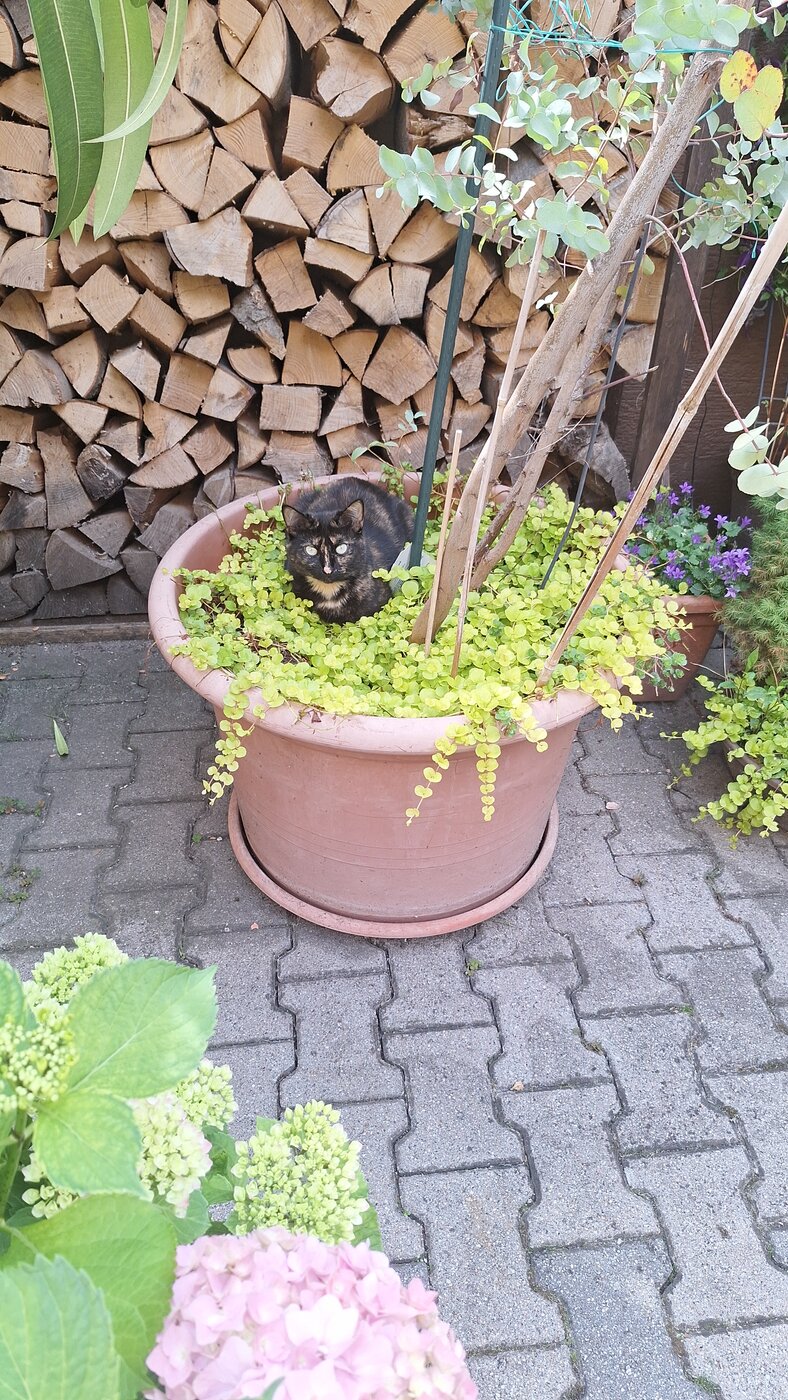IMG-20240527-WA0000.jpeg