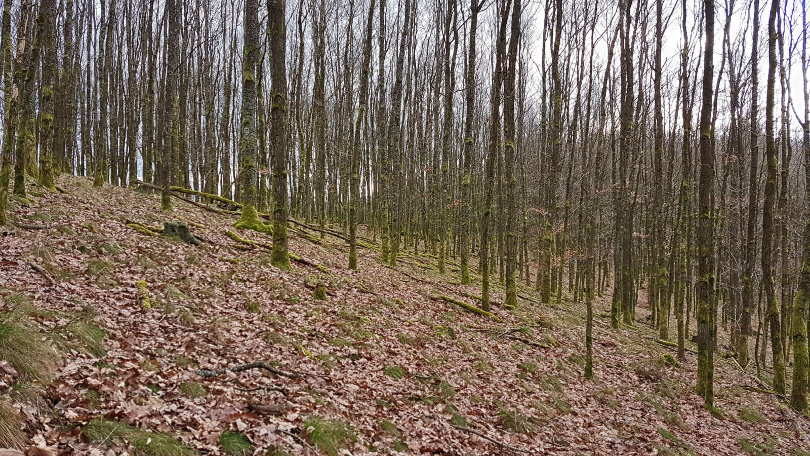 img1487425740014.jpg
