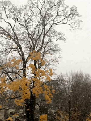 IMG_0083.gif