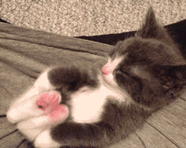 IMG_1634.GIF