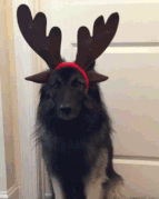 IMG_1636.GIF