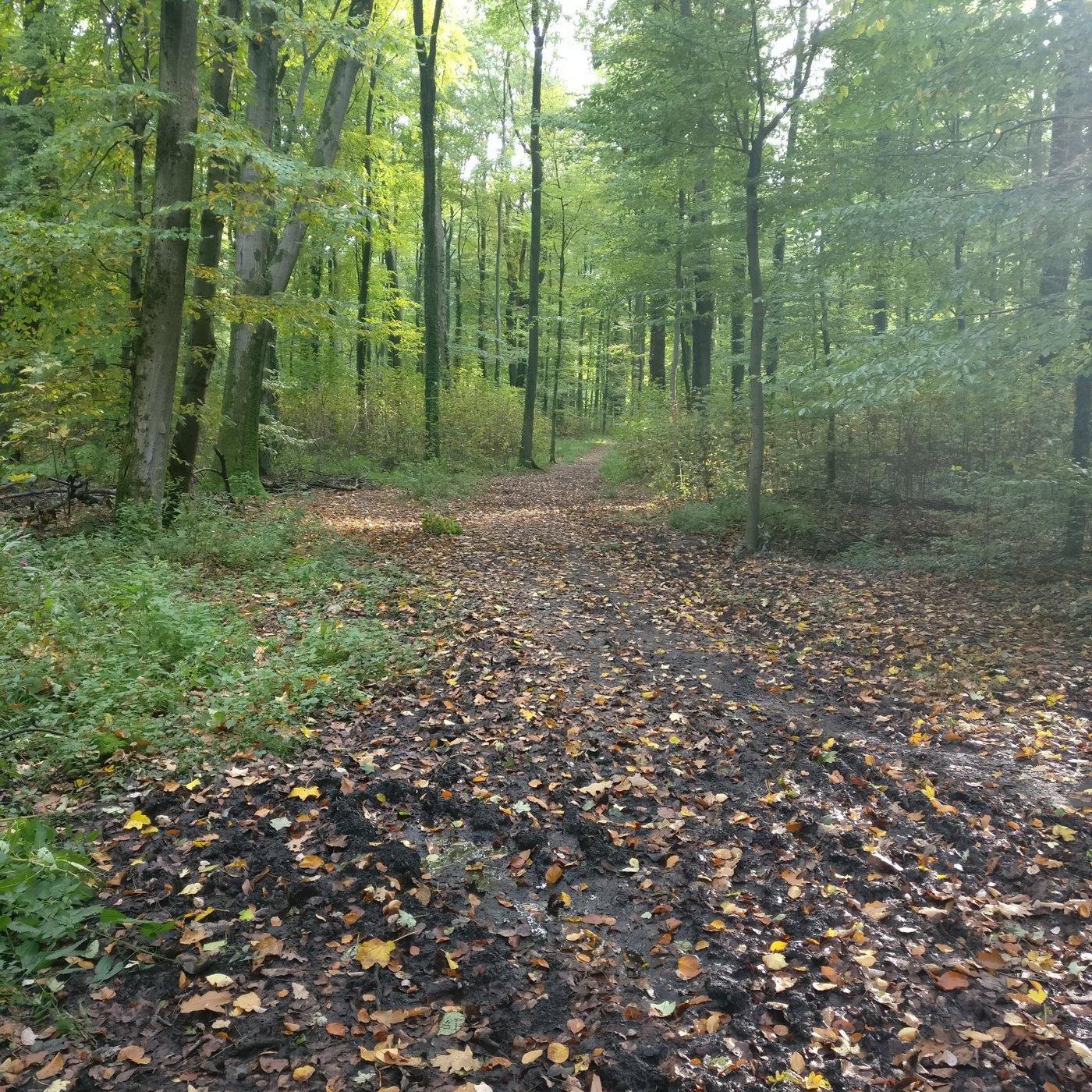 IMG_20171012_161952.jpg