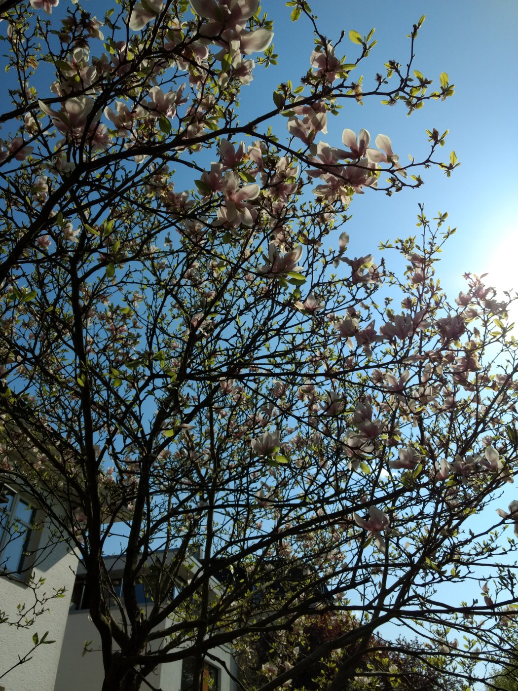 IMG_20180422_160032077.jpg