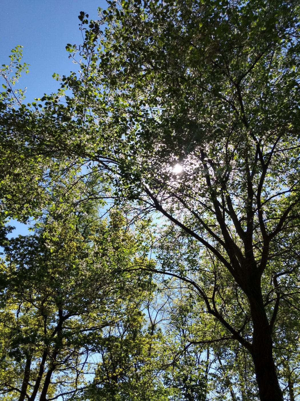 IMG_20180506_151425820_HDR.jpg
