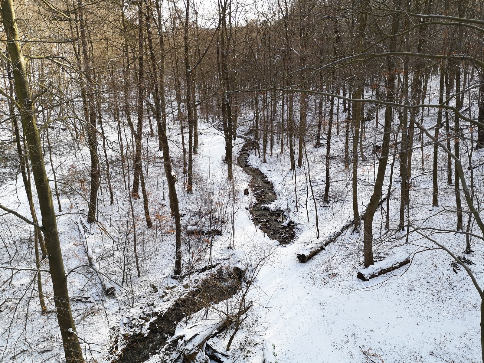 IMG_20190129_120919.jpg