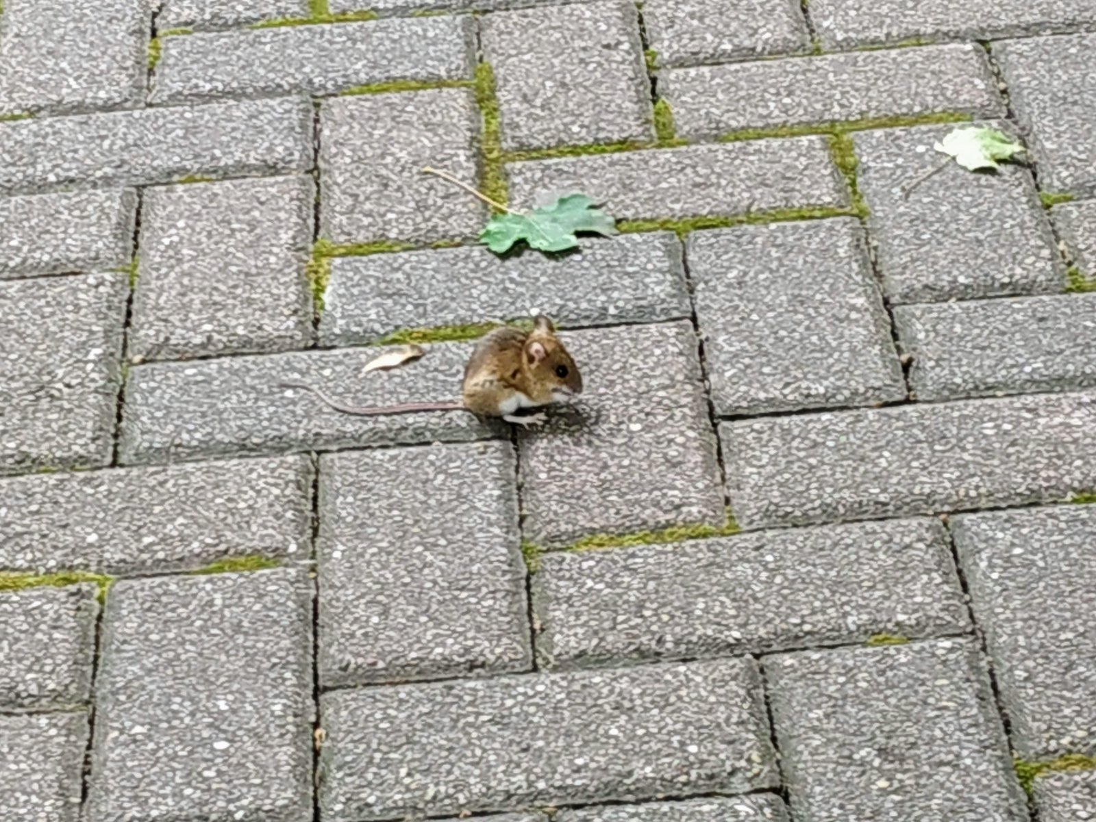 IMG_20190817_151707.jpg