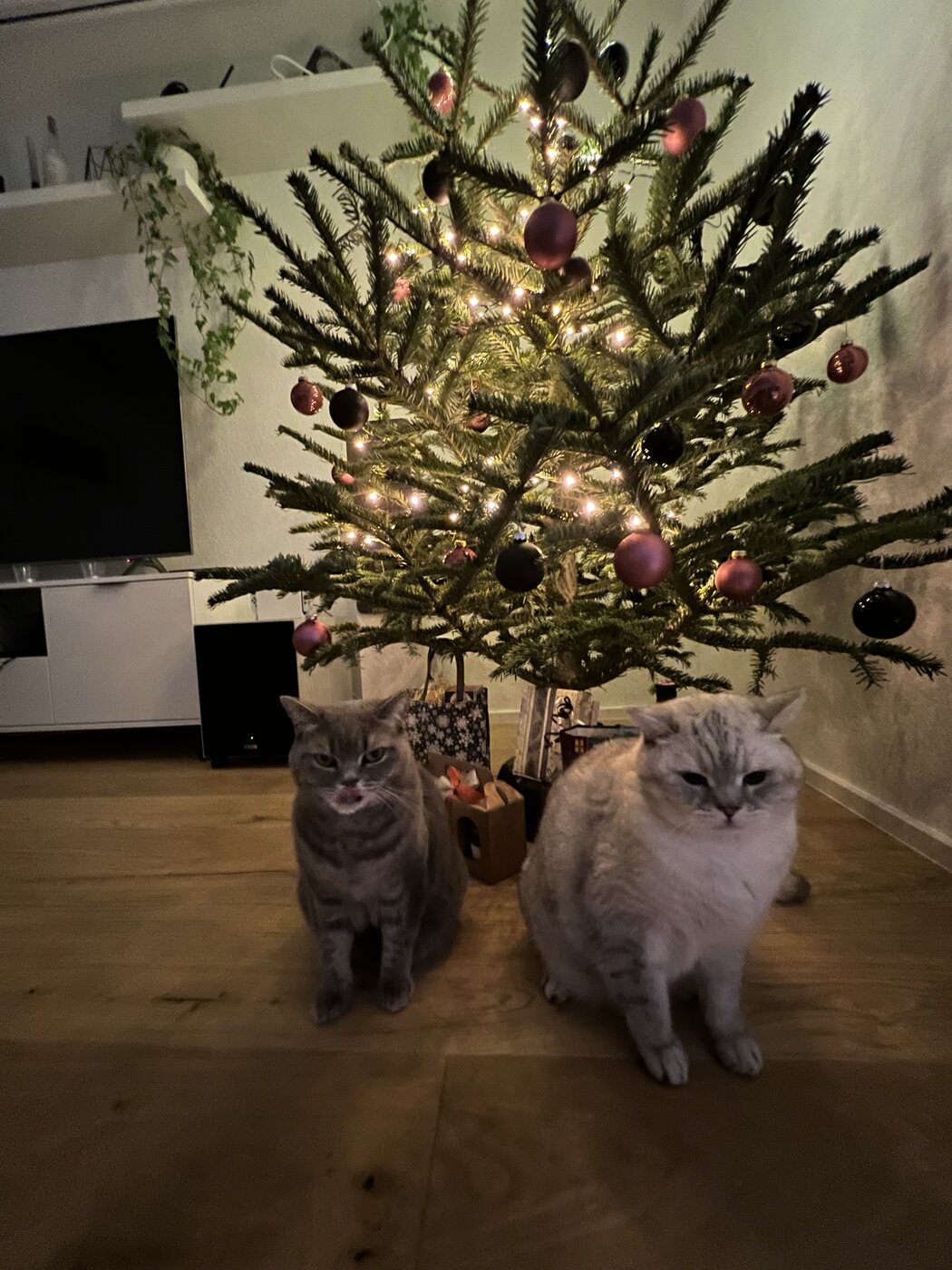 IMG_2150.jpeg