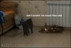 IMG_2708.GIF
