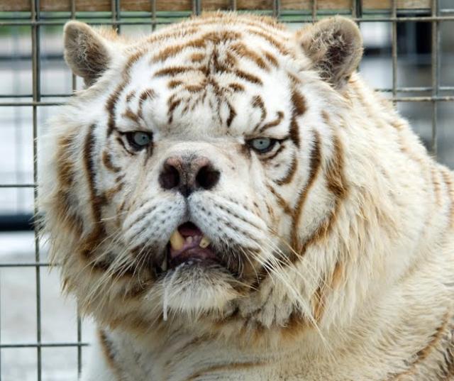 inbred-white-tiger-kenny-3.jpg