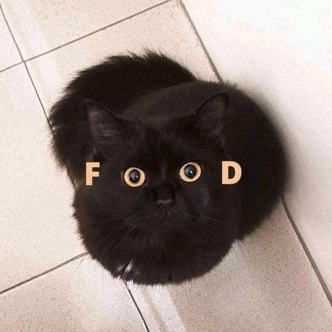 katze food.jpg