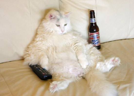 katze.jpg