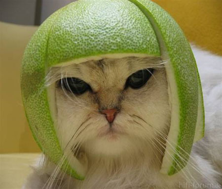katze-mit-helm-aus-melone_236205.jpg