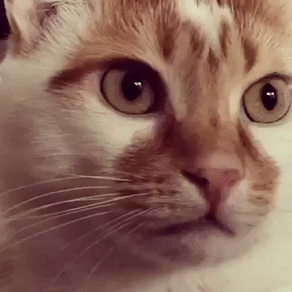 katze-schaut-verwundert-und-echauffiert.gif