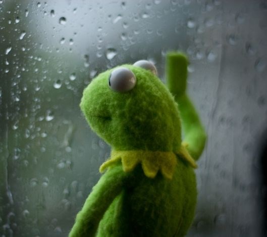 kermit-rain-window.jpg