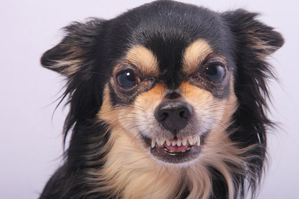 kleine-hunde-grosse-beisser.jpg