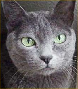 korat%20cat%20facts.jpg