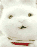 kt-avaklein.gif