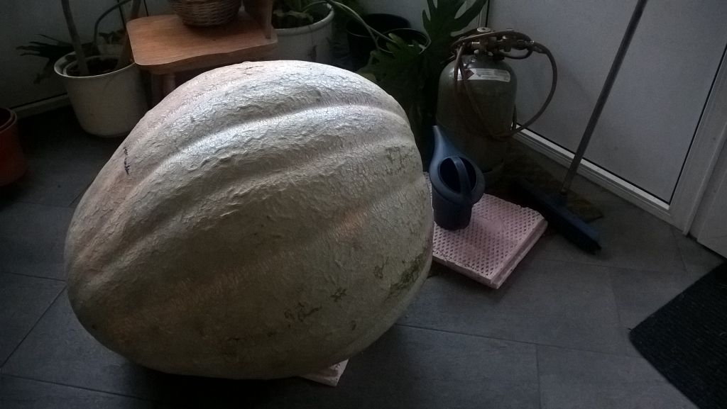 Kürbis.jpg