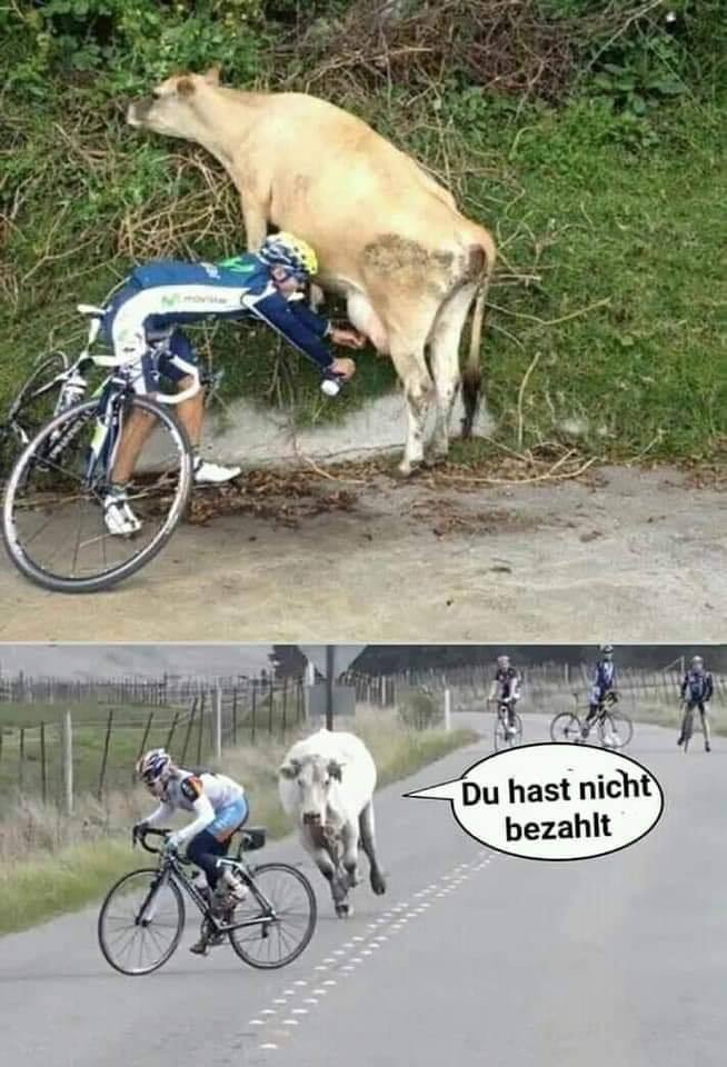 kuh nicht bezahlt.jpg