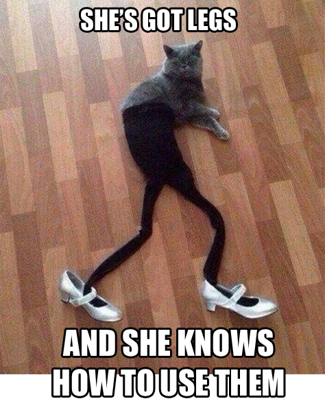 legs-cat.jpg