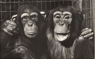 lrg-786-monkeys_-_best_friends.jpg