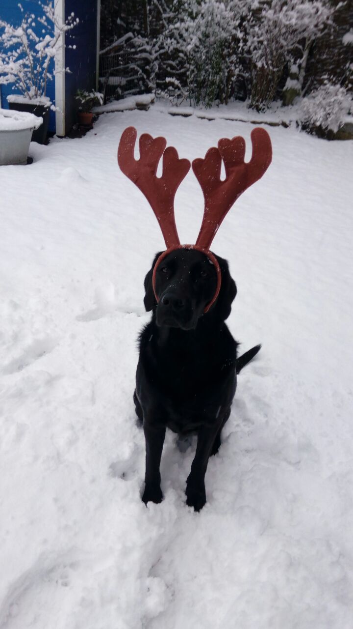 Lucy Weihnachten.jpg