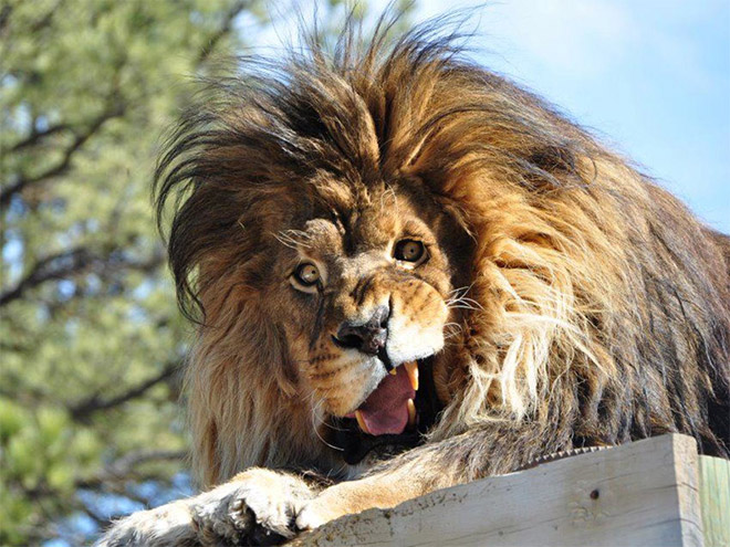 majestic-animals1.jpg
