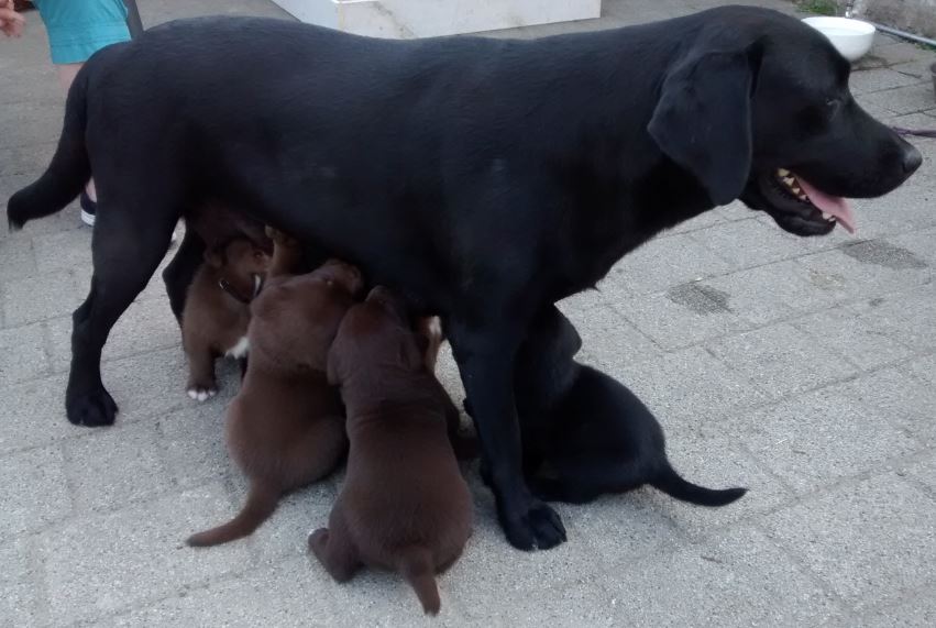 mama.jpg