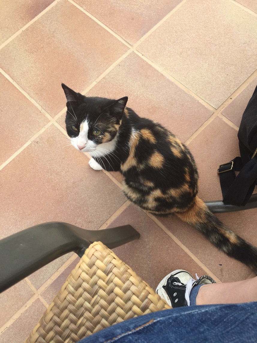 Miau.jpg