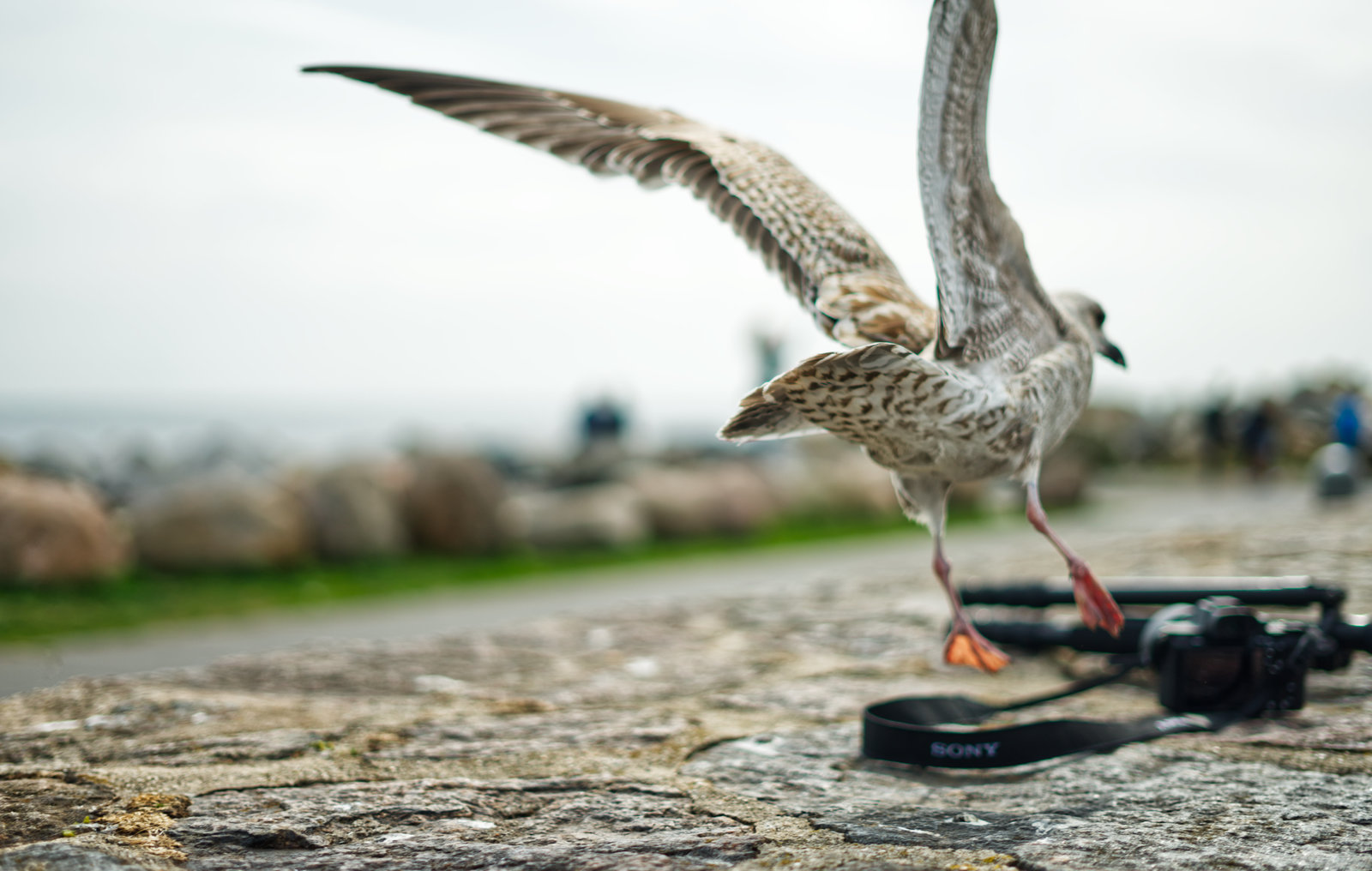 Möwe1klein.jpg