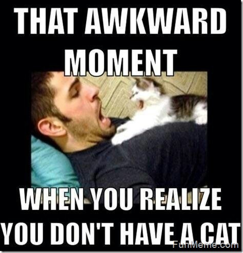 most+funny+cat+meme+14.jpg