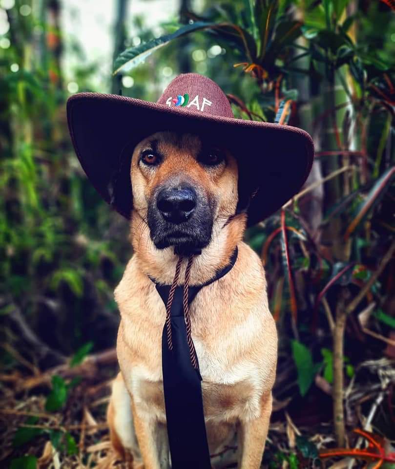 Mr.Dog.jpg